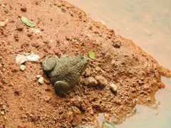 Hoplobatrachus chinensis