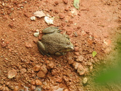 Hoplobatrachus chinensis