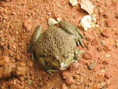 Hoplobatrachus chinensis