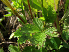 Potentilla verna