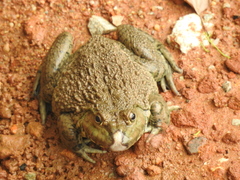 Hoplobatrachus chinensis