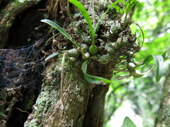 Polystachya ottoniana