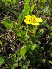 Potentilla verna