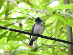 Cyornis hainanus