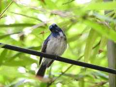 Cyornis hainanus