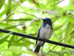 Cyornis hainanus