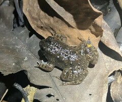 Occidozyga martensii