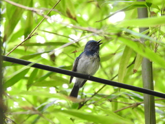 Cyornis hainanus