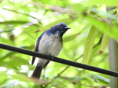 Cyornis hainanus