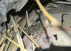 Occidozyga martensii