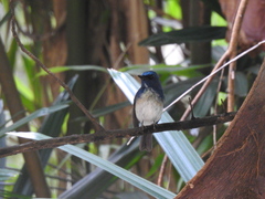 Cyornis hainanus