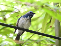 Cyornis hainanus
