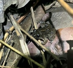 Occidozyga martensii