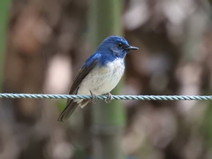 Cyornis hainanus