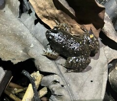 Occidozyga martensii