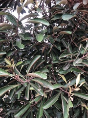 Planchonella obovata