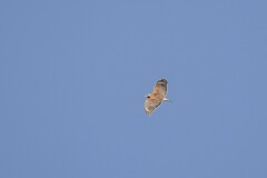 Buteo lineatus lineatus