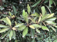 Planchonella obovata