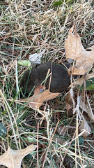 Microtus pennsylvanicus