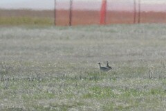 Bartramia longicauda