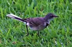Motacilla capensis capensis