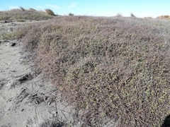 Muehlenbeckia complexa complexa