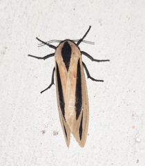 Creatonotos gangis-interrupta agg