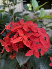Ixora