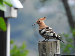 Upupa epops africana