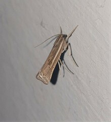 Ancylolomia chrysographellus