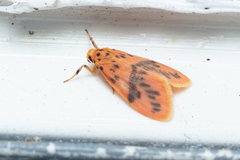 Miltochrista arcuata