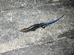 Plestiodon tamdaoensis