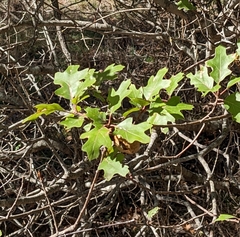 Quercus buckleyi
