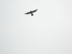 Accipiter soloensis