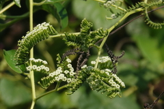 Heliotropium sarmentosum