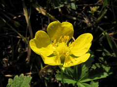 Potentilla reptans
