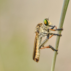 Cophinopoda