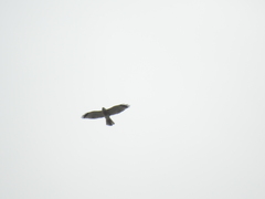 Accipiter soloensis