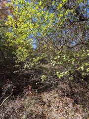 Quercus buckleyi