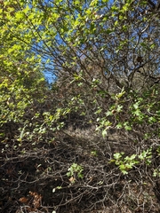 Quercus buckleyi