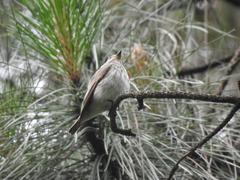 Muscicapa griseisticta