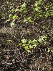Quercus buckleyi