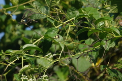 Heliotropium sarmentosum