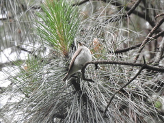 Muscicapa griseisticta