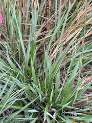 Zizaniopsis miliacea