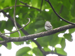 Muscicapa griseisticta
