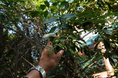 Heliotropium sarmentosum