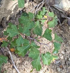 Rhus trilobata