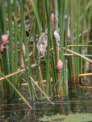 Ixobrychus sinensis