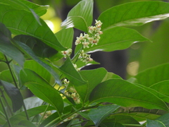 Swietenia macrophylla